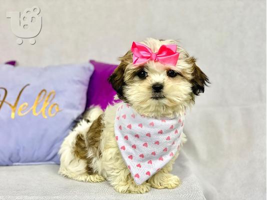 PoulaTo: Shih Tzu κουτάβια